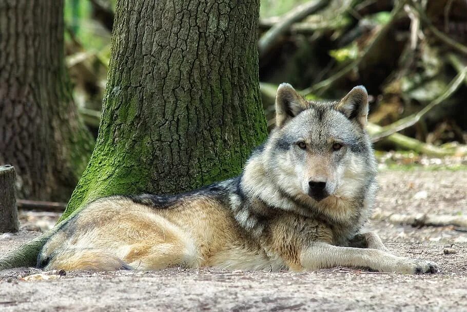 Wolf tree