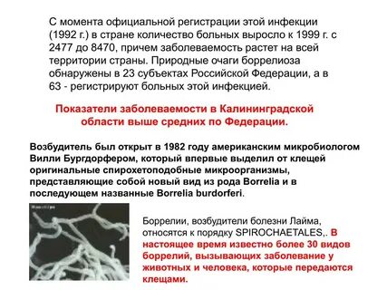 Клещевой боррелиоз возбудитель