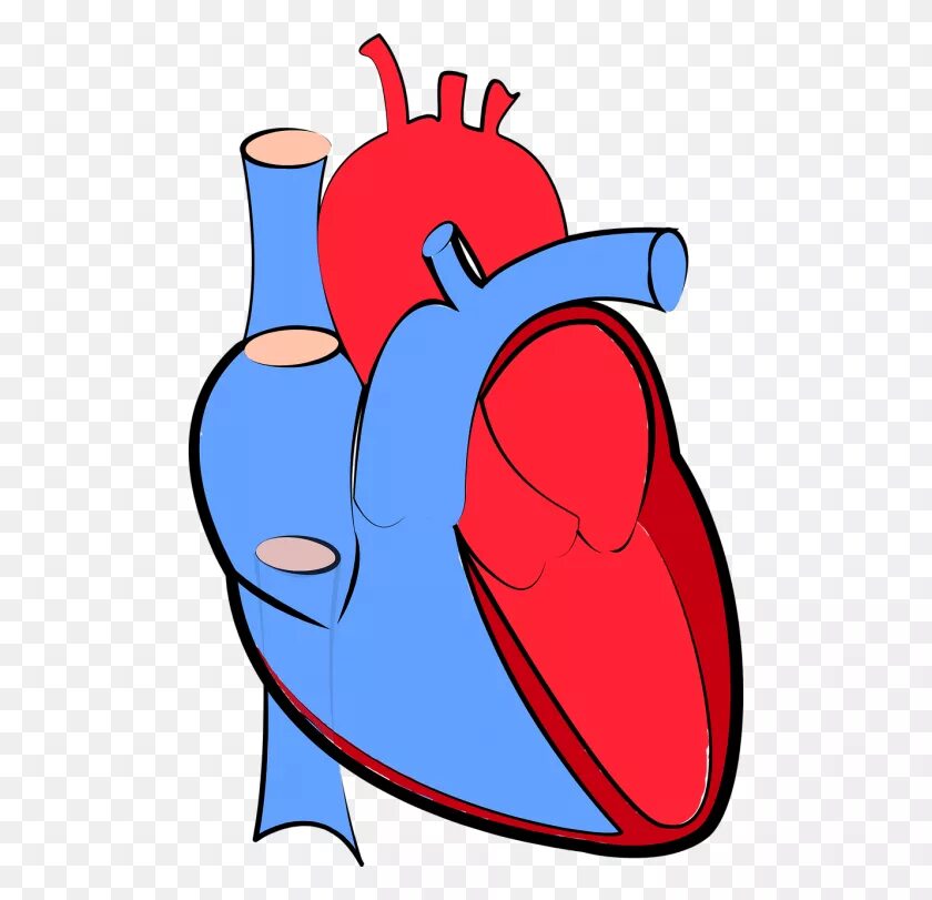 Орган сердце человека рисунок. Человеческое сердце без фона. Изображение сердца человека.