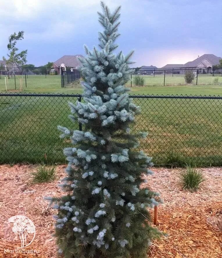 Ель колючая Мисти Блю. Ель Блю Тотем. Блю Тотем ель колючая. Picea pungens Blue Totem. Ель колючая blues