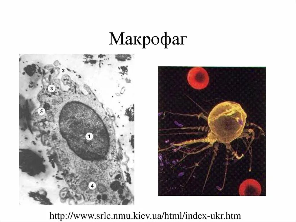 Клетка Макрофаг строение. Макрофаг рисунок. Свободные и фиксированные макрофаги. Макрофаг строение схема. Клетками макрофагами являются