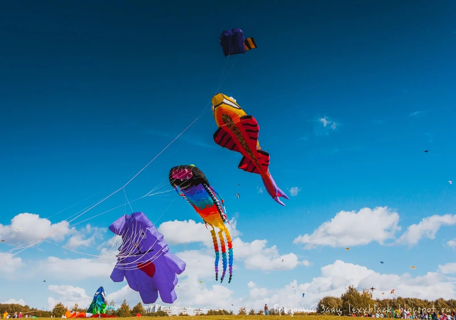 Фестиваль воздушных змеев в китае. Фестиваль воздушных змеев хабаровск 2022. Красивый воздушный змей. Событие танцующие звери и пестрые воздушные змеи. Кайт воздушный змей.