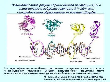 Основной элемент белков