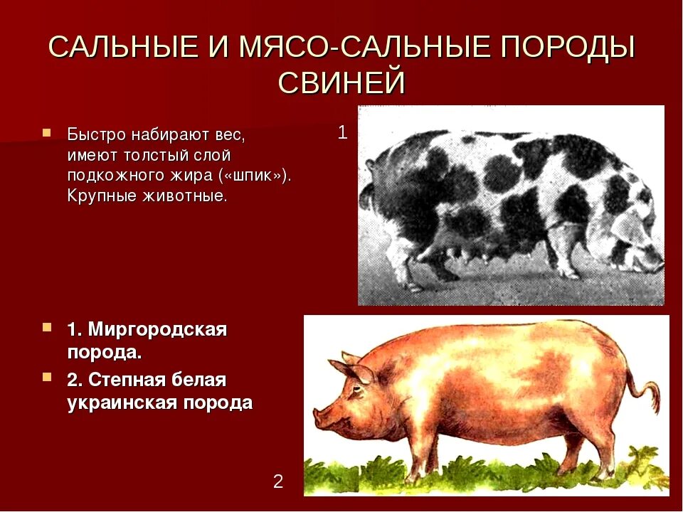 Сальные породы свиней характеристика. Породы свиней мясо сального направления продуктивности. Породы свиней мясные беконные сальные. Назовите породы свиней мясного направления продуктивности. Степная свинья
