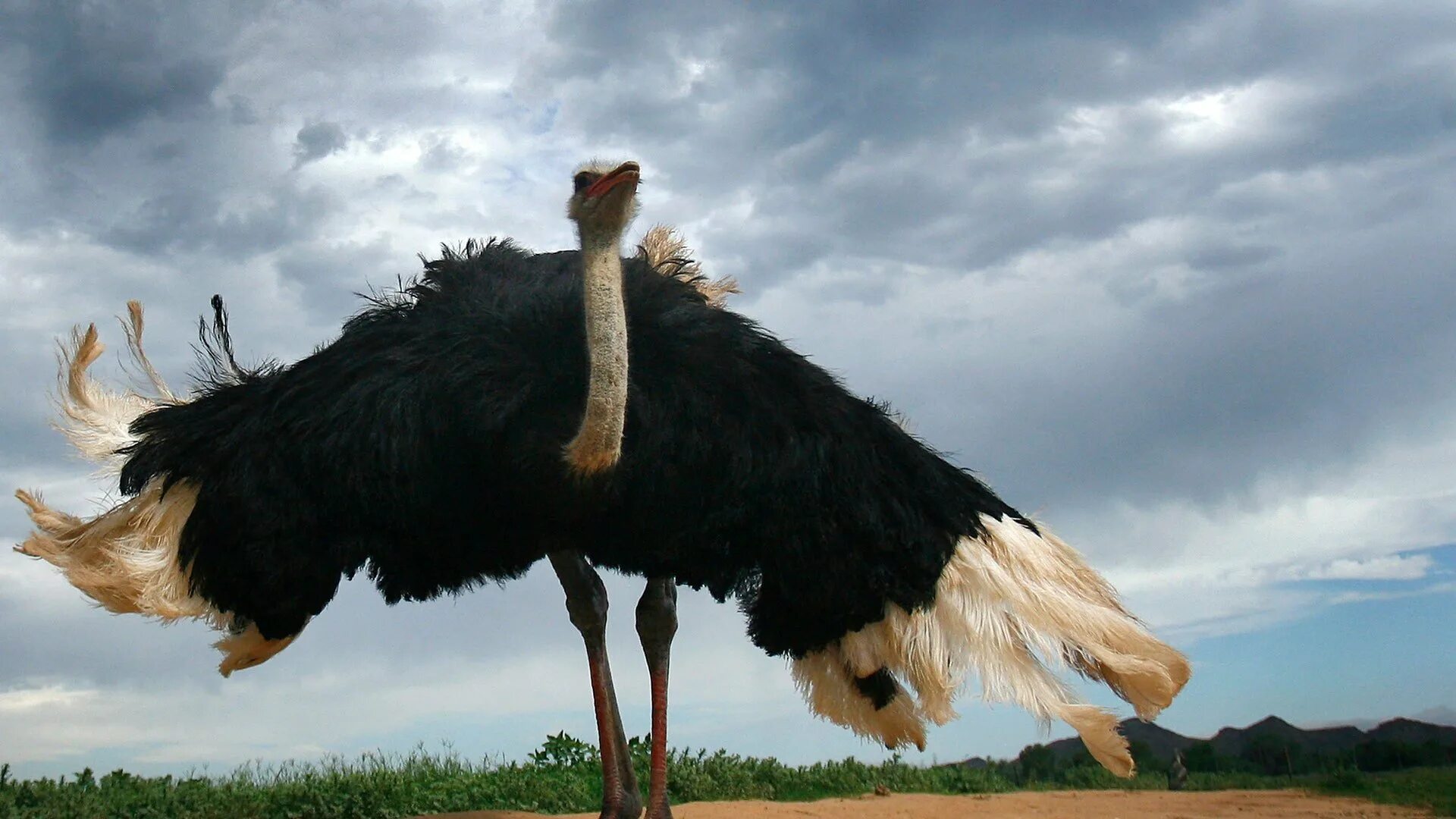 Самая крупная птица 5. Гнездо нанду. Самый большой страус. Африканский страус. Красивый страус.