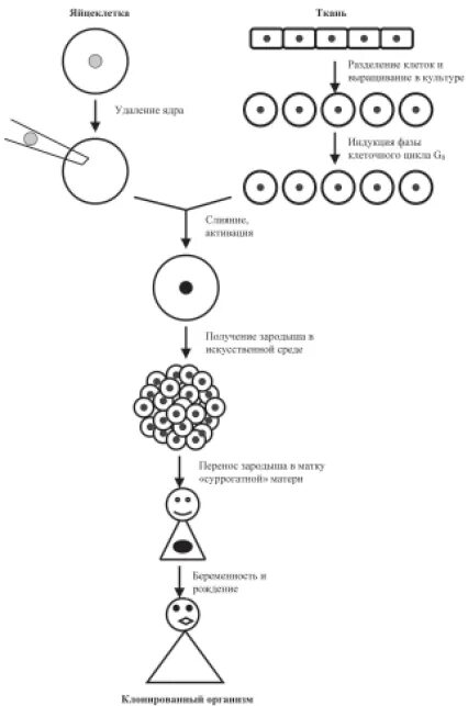 Схема клонирования. Клонирование человека схема. Репродуктивное клонирование схема. Метод пересадки ядер соматических клеток. Пересадка ядер клеток эмбрионов