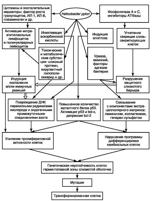 патогенез онкологических заболеваний. патогенез рака желудка. этиология болезней пищевода. гастрит и пернициозная анемия этиология. этиология новообразований желудка.