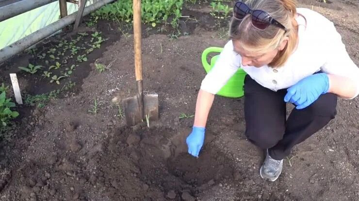 Посадка огурцов в открытый грунт лунками. Лунки для огурцов. лунки для огурцов в открытый грунт. лунки под огурцы в открытом грунте. посадка огурцов в лунки.