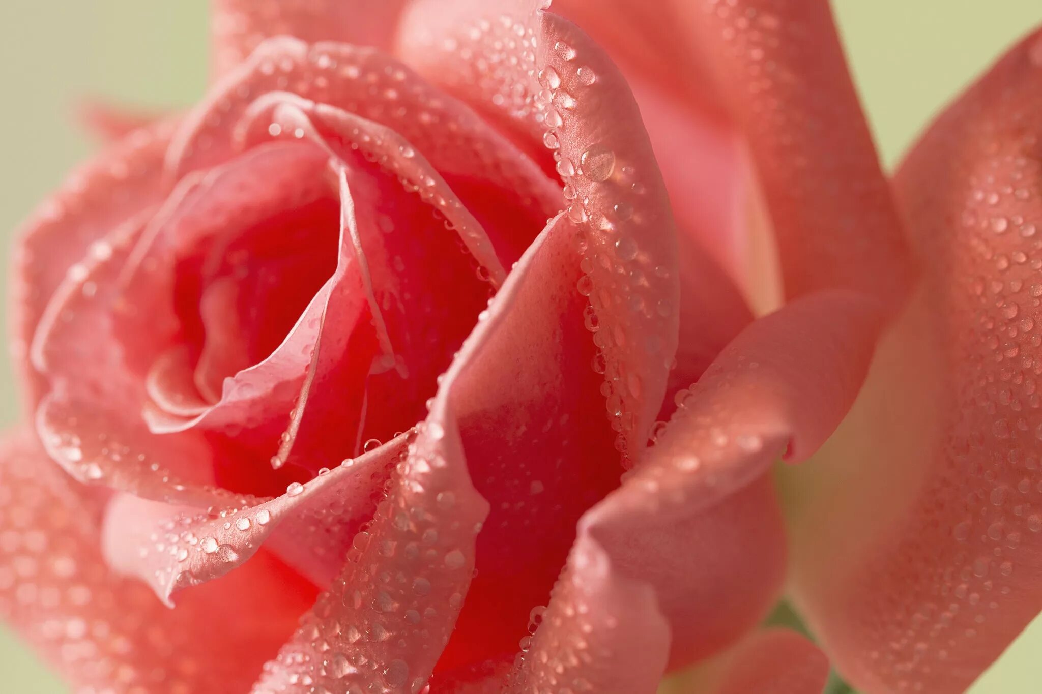 Качественное крупным планом. Красивые цветы. Розовые розы. Очень красивые цветы. Цветы в росе.