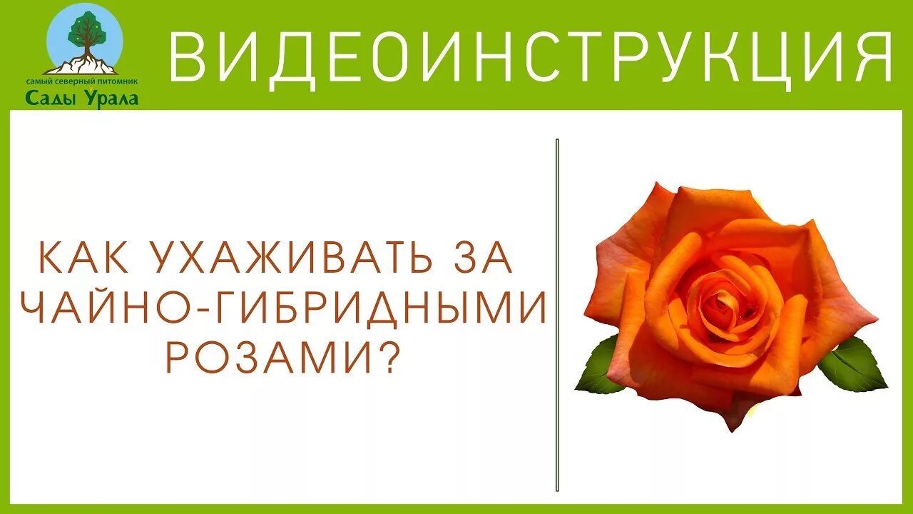Как садить чайно гибридные розы