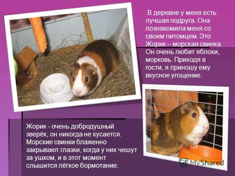 покусанная морская свинка. морские свинки не кусаются. как кусаются морские свинки. морские свинки домашние и кусаются. морские свинки.