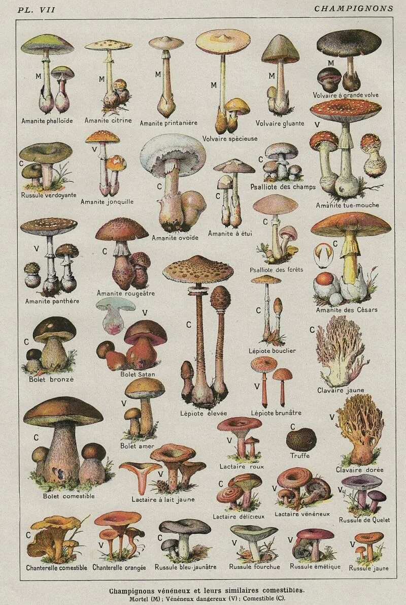Грибы на букву т. Грибы съедобные и несъедобные с названиями. Съедобные грибы и несъедобные грибы. Съедобные и несъедобные грибы таблица. Счедобный и несчедобный грибы.