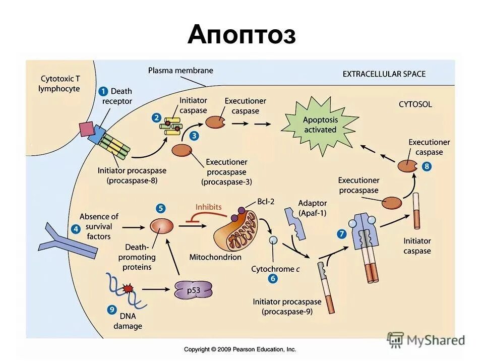 Быстрый распад. Апоптоз стадия инициации. Механизм апоптоза схема. Стадии апоптоза иммунология. Апоптоз механизм патофизиология.