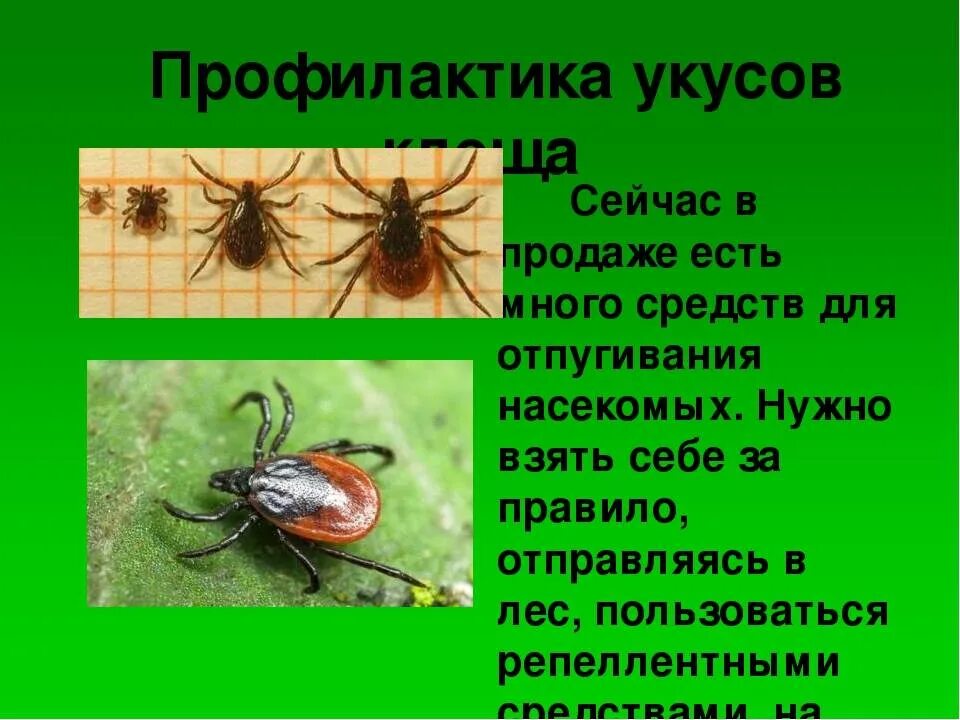 Почему необходимо бороться с комарами и клещами