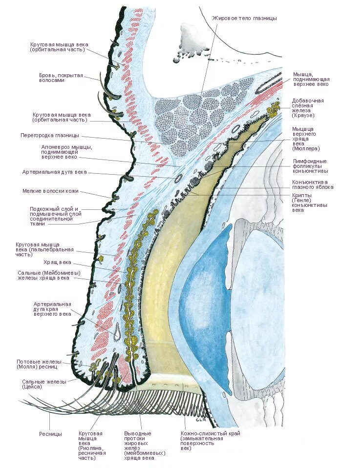 Строение век человека. Сагиттальный разрез глаза анатомия. Веко Сагиттальный срез гистология. Глаз и веки Сагиттальный разрез.