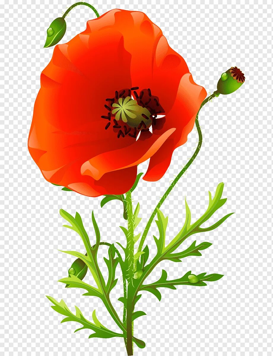 Мак отрисовки. Цветок мака со стеблем. Мак карточки для детей. Мак детям. Мак самосейка гербарий.