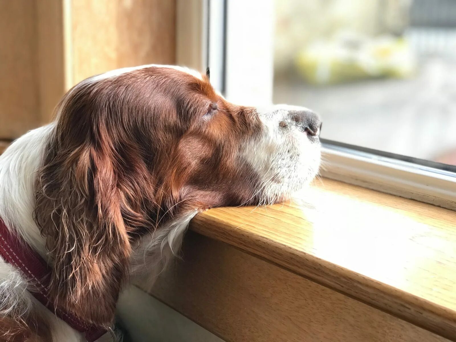 Dog Separation Anxiety. Lonely Dog. Собачка одна дома. Dog looking Sad. Скука 5 букв