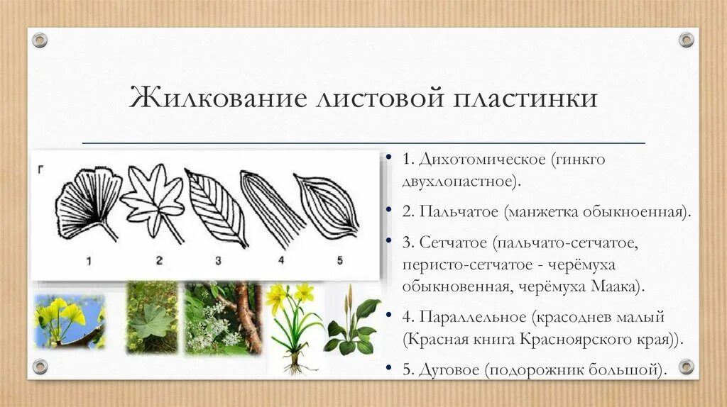 Типы жилкования листовой пластинки листовой. Перисто сетчатое жилкование листовой пластинки. Типы листовых пластин и жилкования. Ромашка Тип жилкования листа.