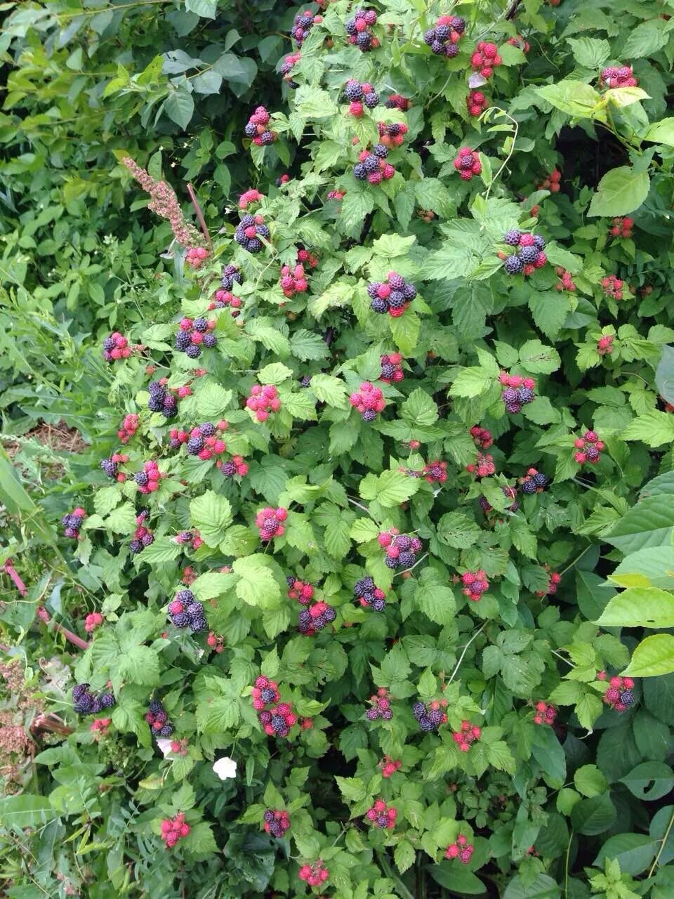 tayberry 'Buckingham' - tayberry Buckingham Plants, Garden plants, Garden