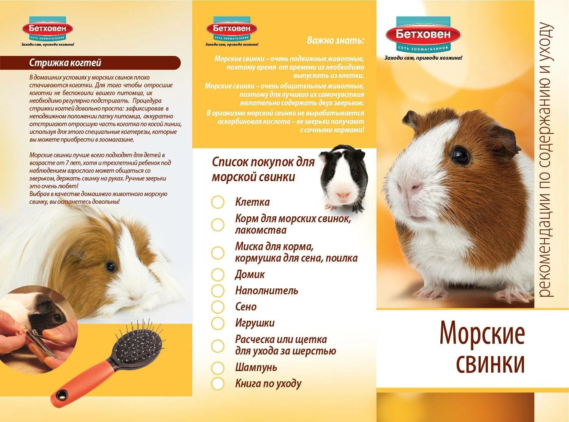 Что нужно для содержания морской свинки. Кормление морских свинок таблица. памятка для морских свинок. рацион питания морской свинки. вещи для ухода за морскими свинками.