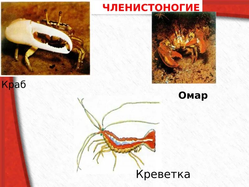 Краб омар это членистоногие. Краб омар членистоногие. признаки живого организма краба. членистоногие креветки. краб признаки живого организма в биологии.