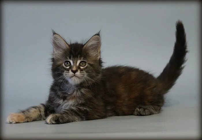 мейн куна. мейн кун котенок волгоград. мейн кун котенок волгоград. мейн кун котенок волгоград. мейн кун рыжий котенок.