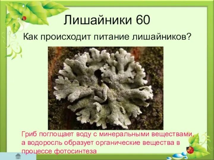 Питание лишайников. Тип питания лишайников. Как питаются лишайники. Лишайники по типу питания являются. Лишайники являются грибами