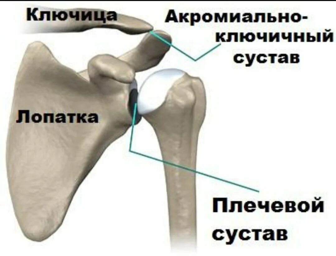 Соединение костей лопатки. Плечевая кость и акромион. Акромиально-ключичное сочленение плечевого сустава анатомия. Акромион плечевого сустава. Повреждение акромиального сочленения ключицы.