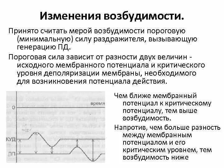 Отличается повышенной возбудимостью. Возбудимость меры возбудимости. Зависимость порога раздражения и возбудимости. Пороговая возбудимость. Оценить уровень возбудимости ткани.