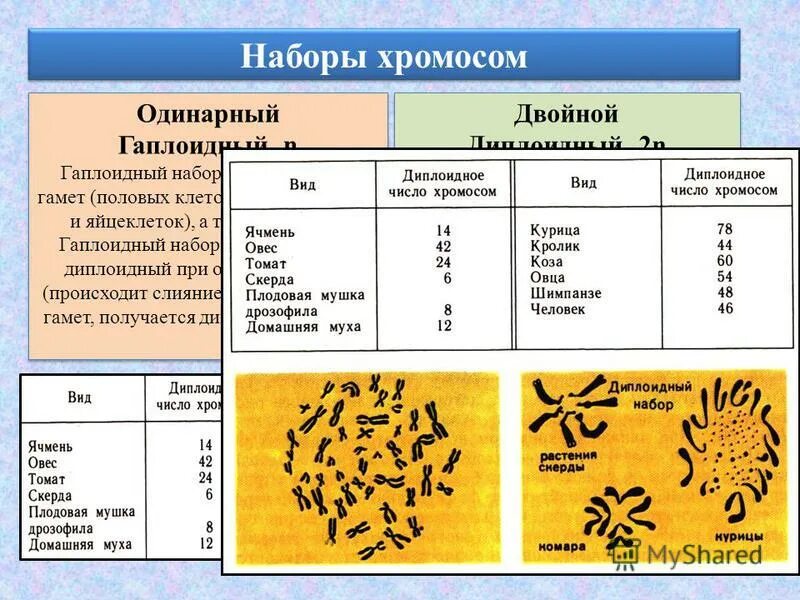 Сколько хромосом содержит эритроциты