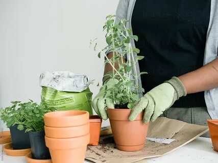 Customized Indoor Plant Care Packages