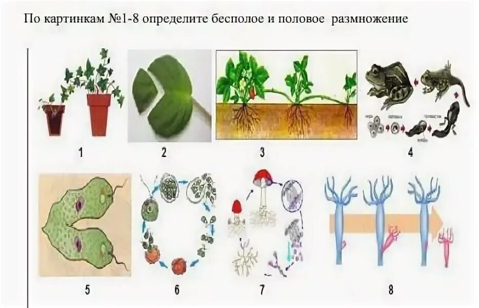 Тест по размножению 10 класс