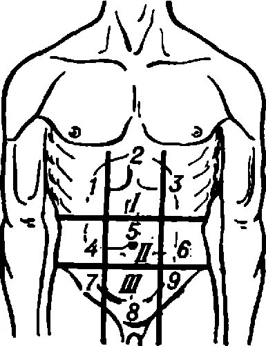Топографические линии брюшной стенки. Передняя брюшная стенка. Сетка на переднюю брюшную стенку. Области передней брюшной стенки.