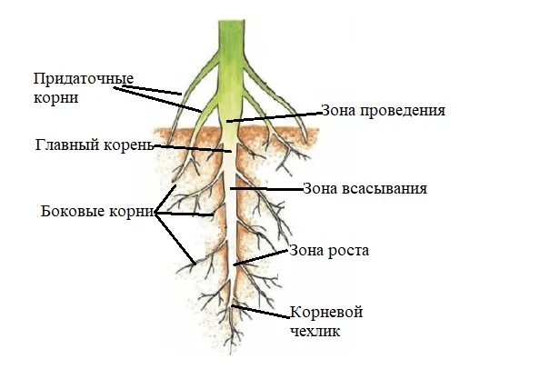 Лабораторная работа строение корневых систем 6 класс. Корневые волоски 6 класс. корневые волоски 6 класс биология. что такое корневой чехлик 6 класс. верхушка корневого чехлика ,корневые волоски.