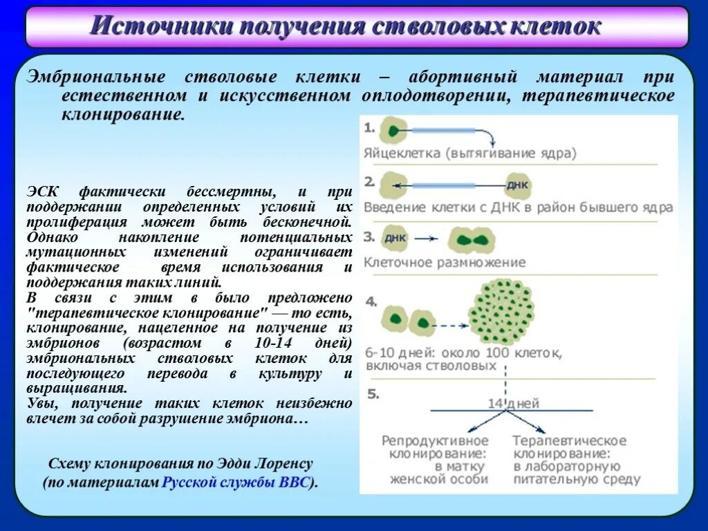 Эмбриональные стволовые клетки. Эмбриональные стволовые клетк. Получение стволовых клеток. Получение эмбриональных стволовых клеток. Методы получения стволовых клеток.