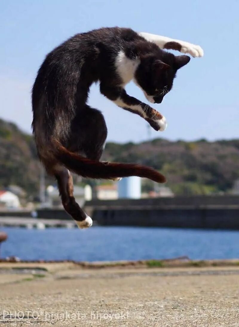 Кот прыгает. Кошка спрыгивает. Кот в ррыжкк. Котенок в прыжке.