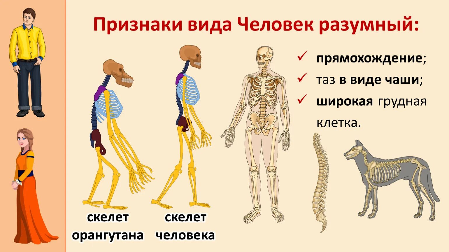 Признаки человека разумного. Вид человек разумный признаки человека. Видовые признаки человека разумного.