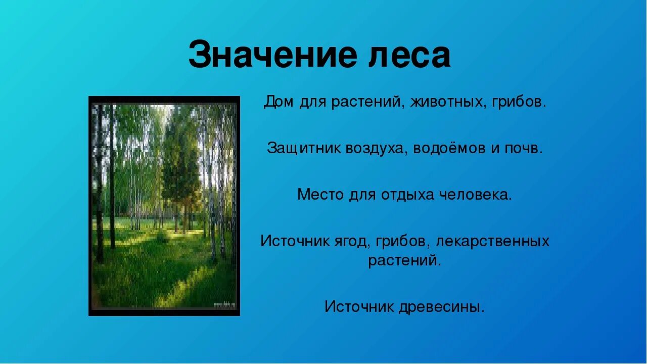 Почему лес природное сообщество. Лес для презентации. Проект на тему лес. Сообщение о природном сообществе леса. Роль леса для человека.