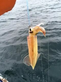 Снасть на кальмара