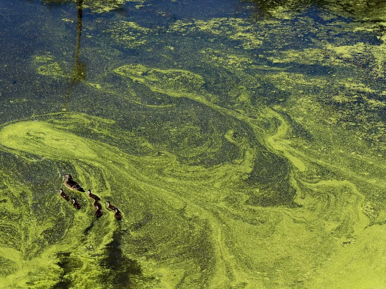 Воздух в водорослях