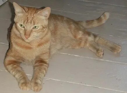 Снится рыжий котенок женщине к чему незамужней