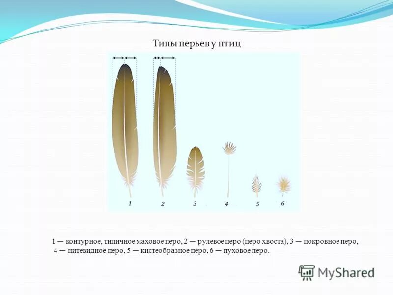 Типы перьев птиц биология 7 класс. Маховое перо птицы строение. Перья птиц маховые и рулевые. Маховые перья у птиц. Виды перьев биология