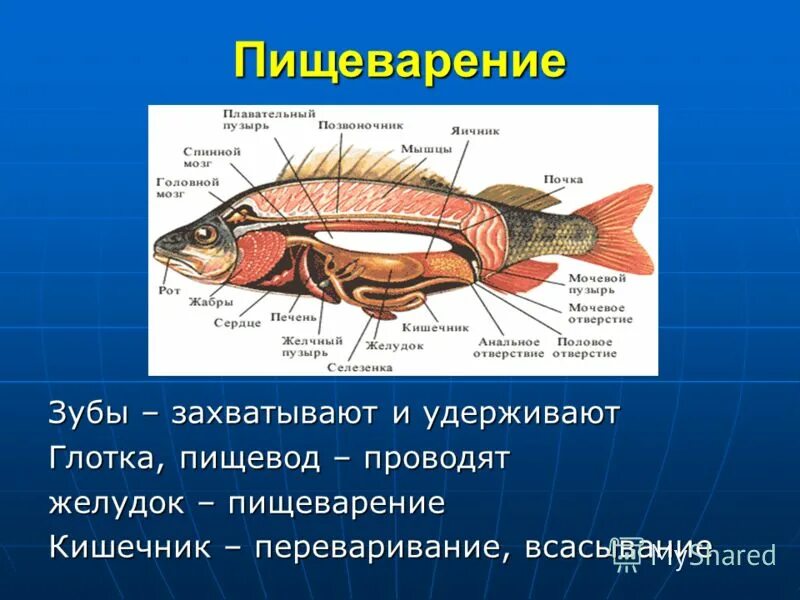 Строение пищеварительной системы рыб. Строение органов пищеварительной системы рыбы. Строение пищеварительной системы рыб. Пищеварительная система рыб 7 класс биология таблица. Системы органов у рыб пищеварительная система.