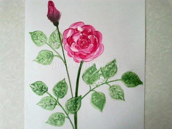 Техника рисования цветов пакетом. Рисование розы в подготовительной группе. Рисование розы в старшей группе. Нетрадиционное рисование розы.