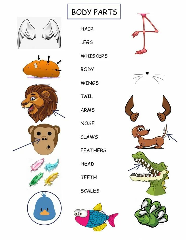 Parts of animal body. Parts of animal body. Part of animal's body 3 класс. Parts of animal body. Parts of animal body.