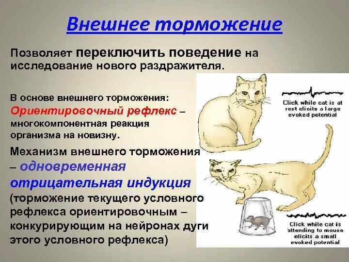 Механизм торможения условных рефлексов. Внешнее и внутреннее торможение условных рефлексов. Внешнее торможение условных рефлексов примеры. Безусловное внешнее торможение пример.