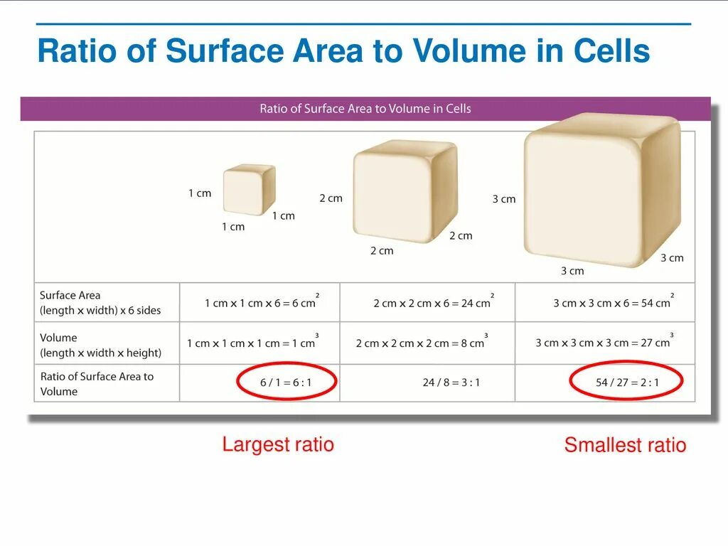Width ratio. Surface area to volume ratio. surface area. surface area configuration. area ratio.