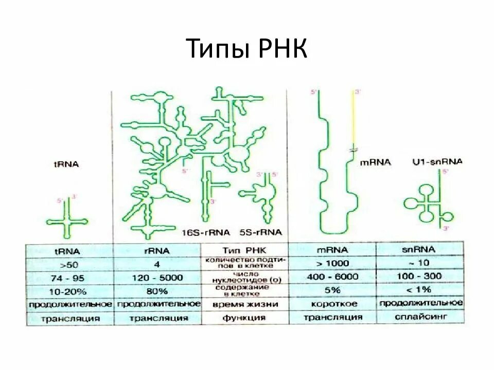 Типы РНК. ИРНК ТРНК РРНК. РРНК синтезируется. РНК растений.