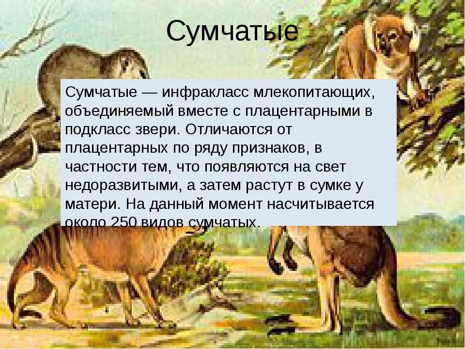 Описание сумчатых животных. Сумчатые млекопитающие. класс млекопитающие сумчатые. общая характеристика сумчатых. инфракласс млекопитающих.