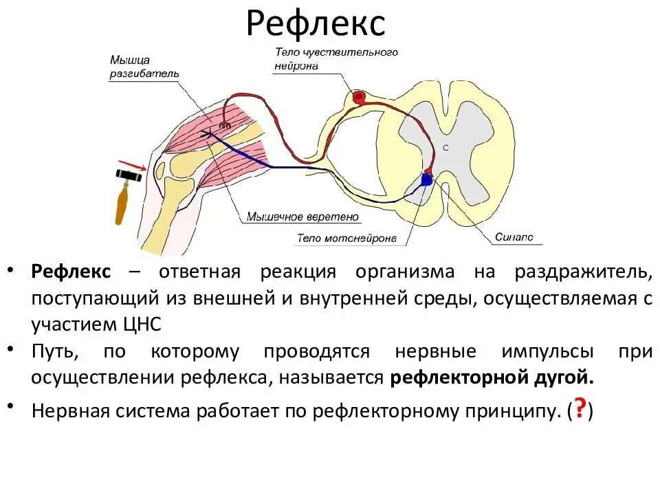 Рефлекторная дуга сгибательная рефлексы. Рефлекторная дуга путь анатомия. Рефлекс и рефлекторная дуга кратко. Мотонейроны в рефлекторной дуге. Рефлекс рефлекторная дуга анатомия.